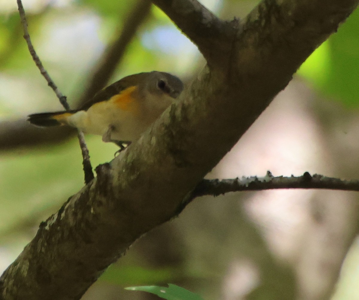 American Redstart - ML642836733