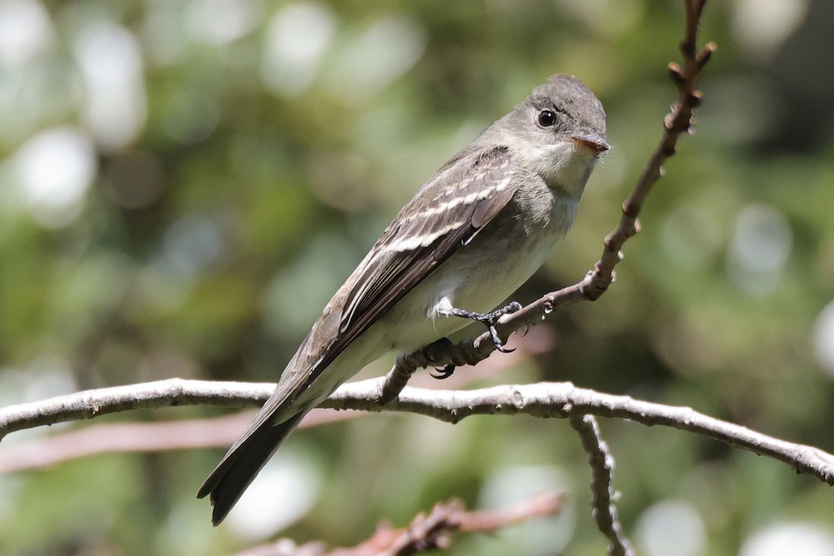 Eastern Wood-Pewee - ML642836734