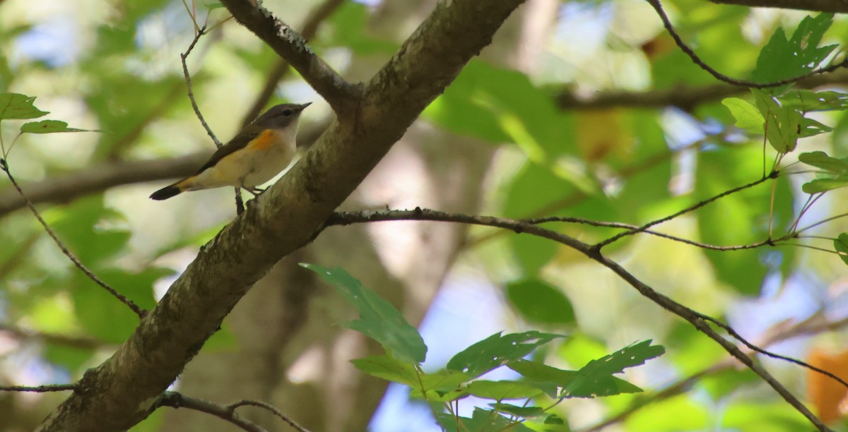 American Redstart - ML642836735