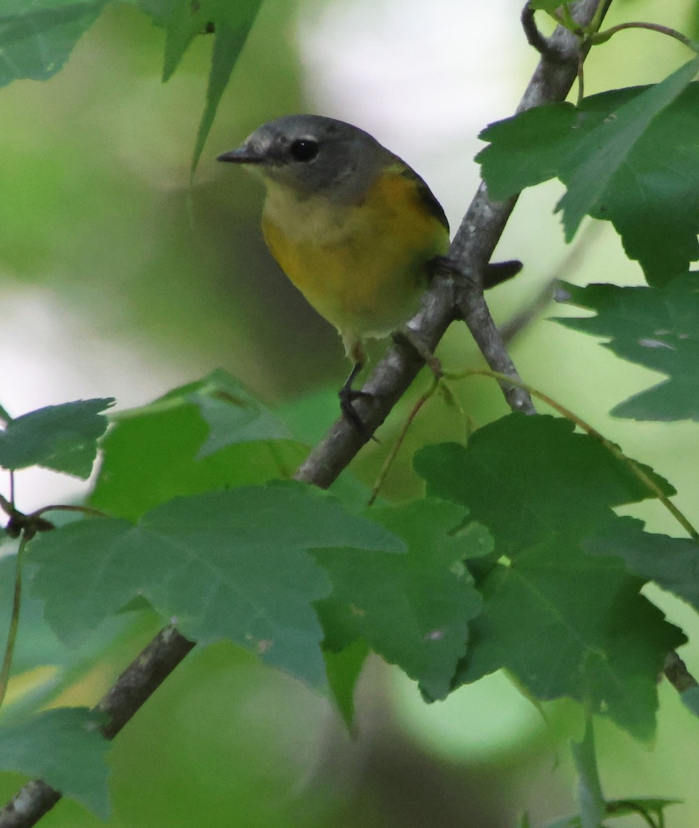 American Redstart - ML642836736