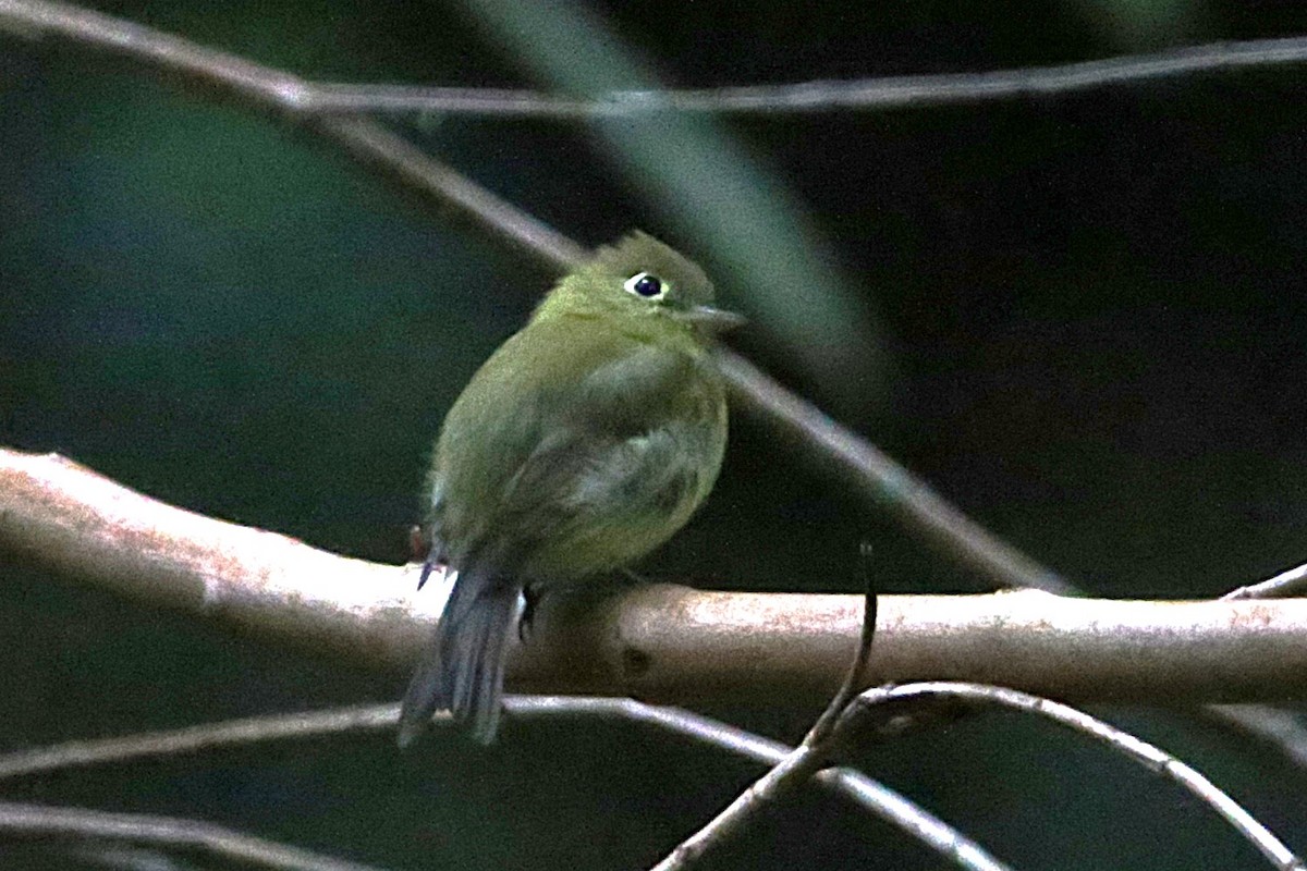 Yellowish Flycatcher - ML642836737