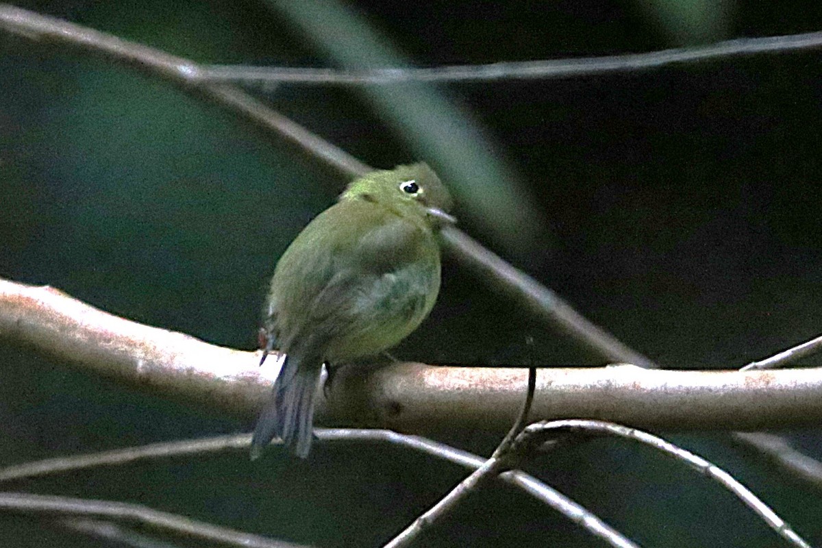 Yellowish Flycatcher - ML642836738