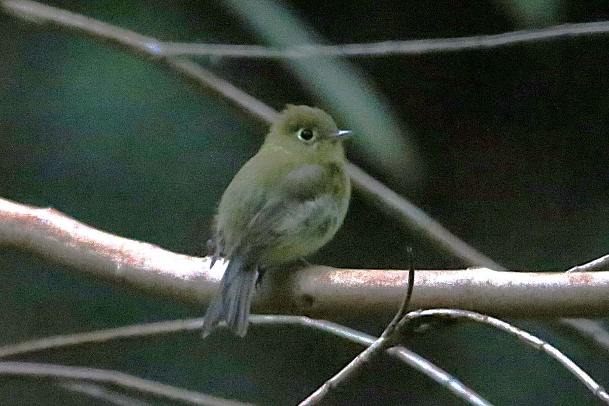 Yellowish Flycatcher - ML642836739