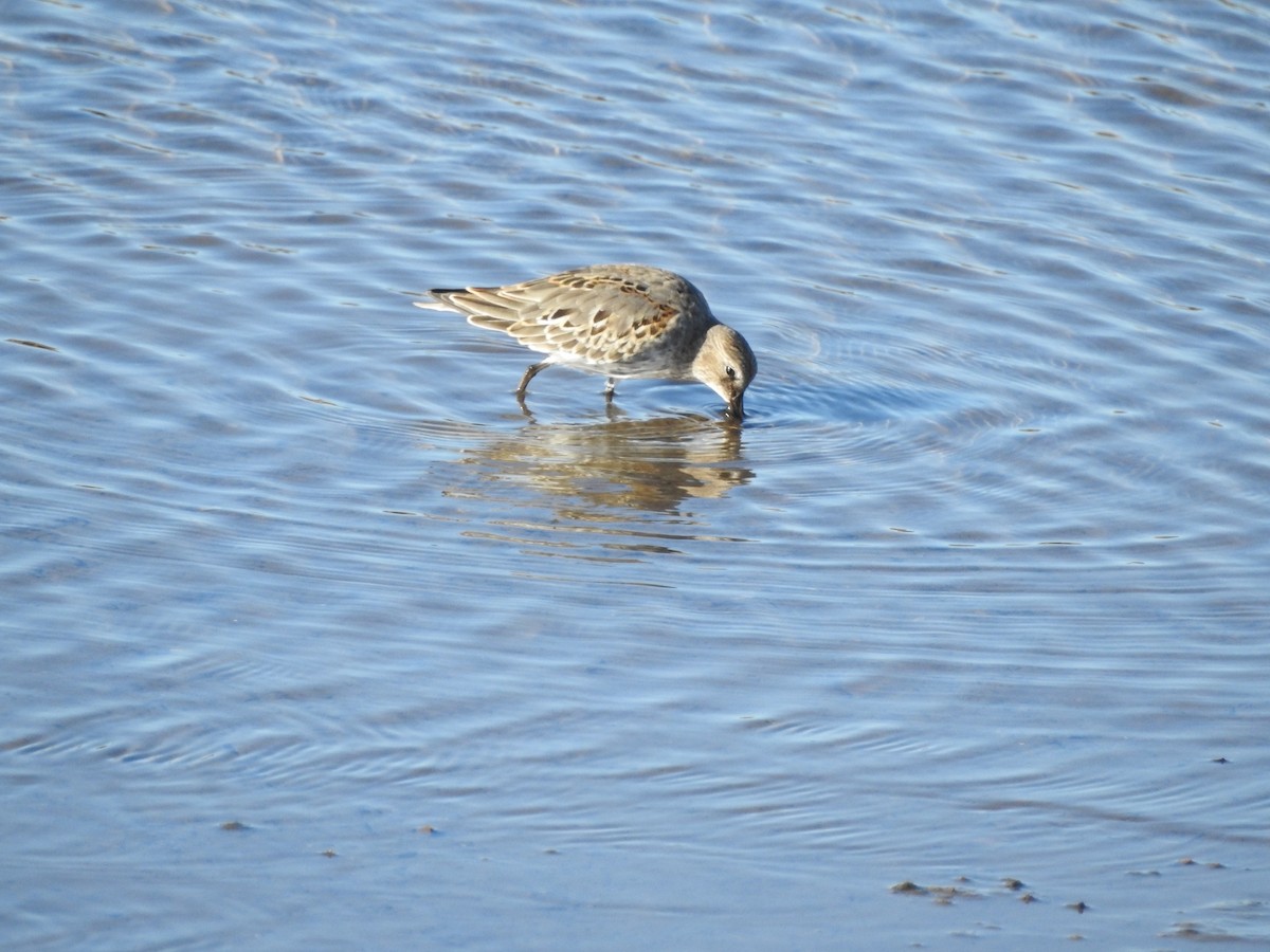 Dunlin - ML642836740