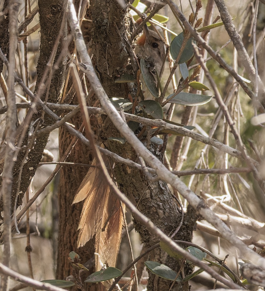 Itatiaia Spinetail - ML642836741