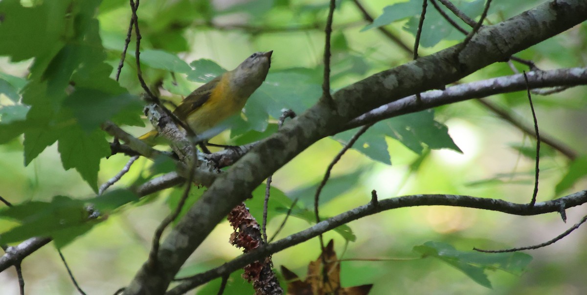 American Redstart - ML642836745
