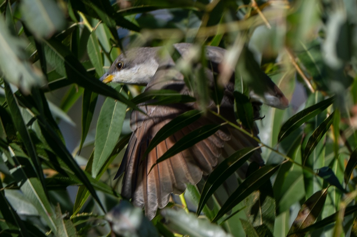 Yellow-billed Cuckoo - ML642836748