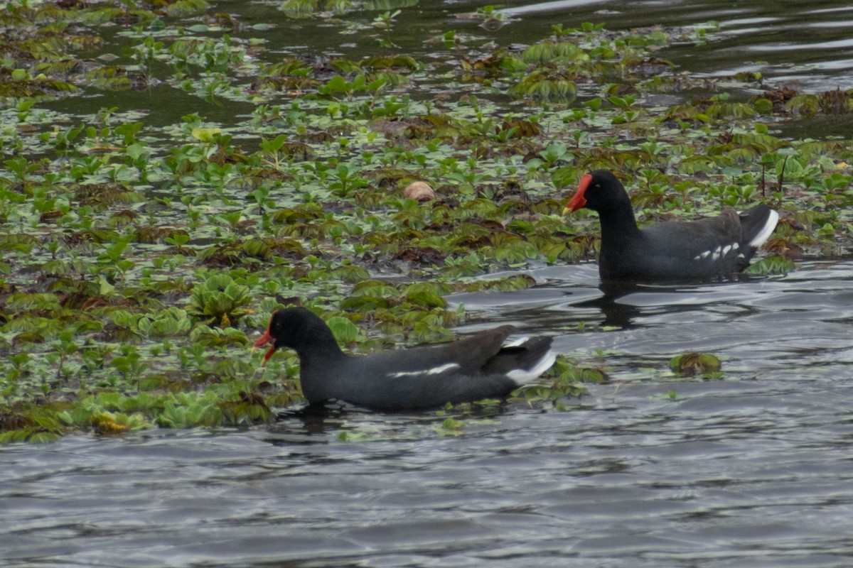 Common Gallinule - ML642836750
