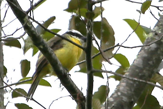 Golden-bellied Flycatcher - ML642836751