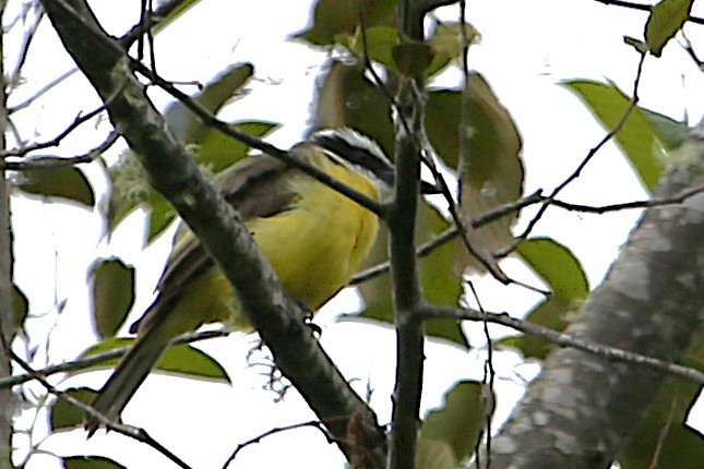 Golden-bellied Flycatcher - ML642836752
