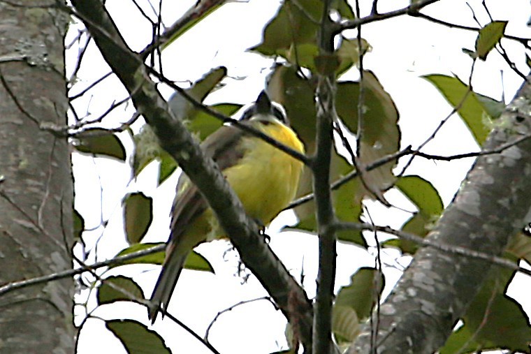 Golden-bellied Flycatcher - ML642836753