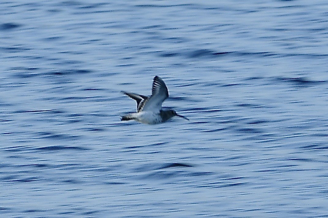 Bécasseau variable - ML642836755