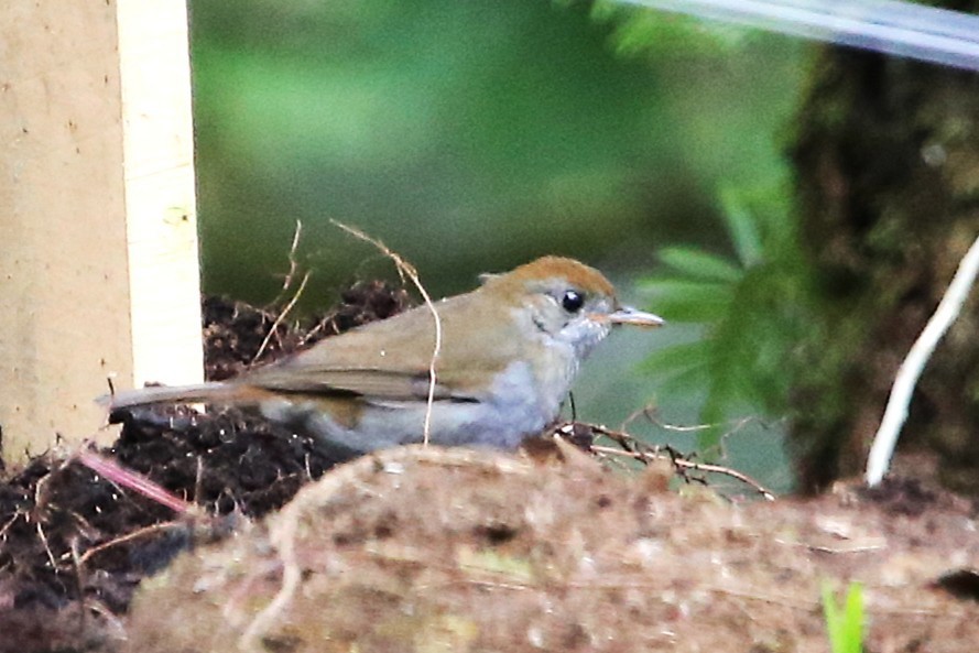 チャボウシツグミ - ML642836763