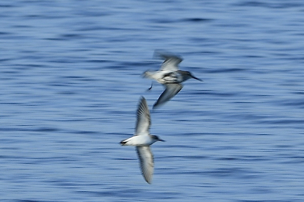 ハマシギ - ML642836769