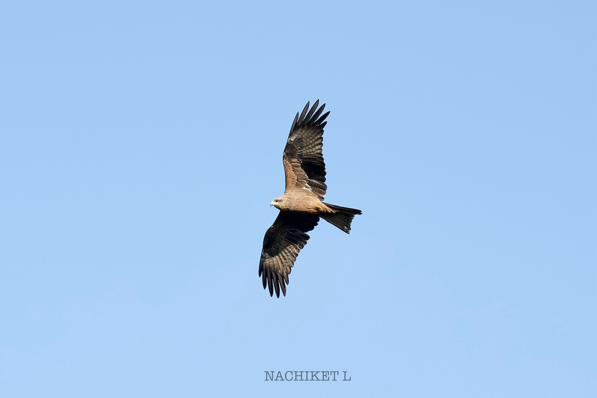 luňák hnědý - ML642836784