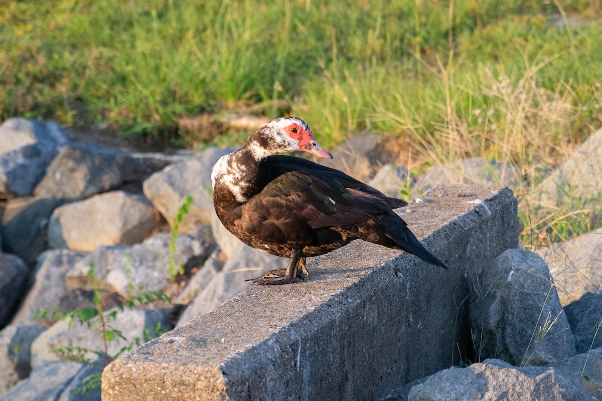 Muscovy Duck (Domestic type) - ML642836786