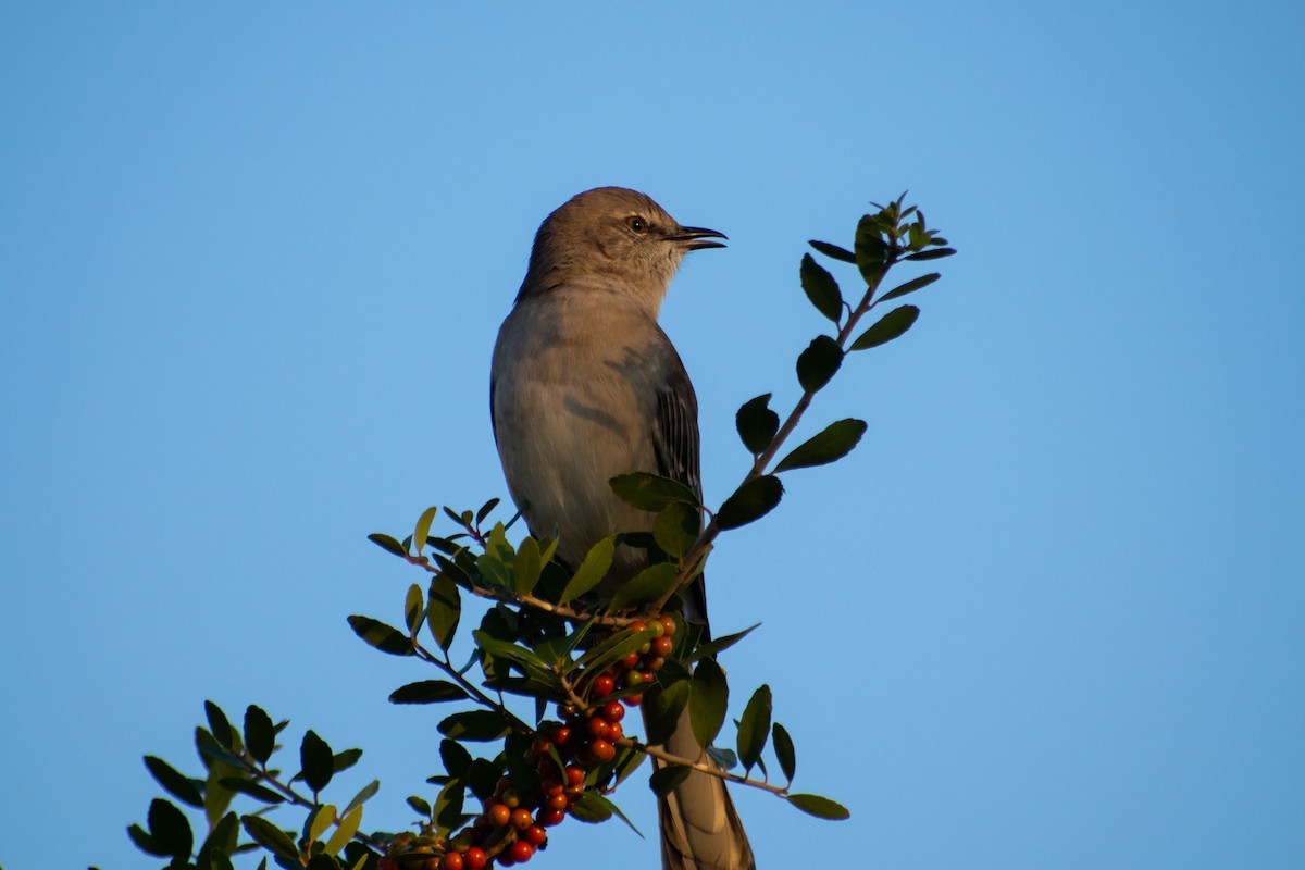 Northern Mockingbird - ML642836788