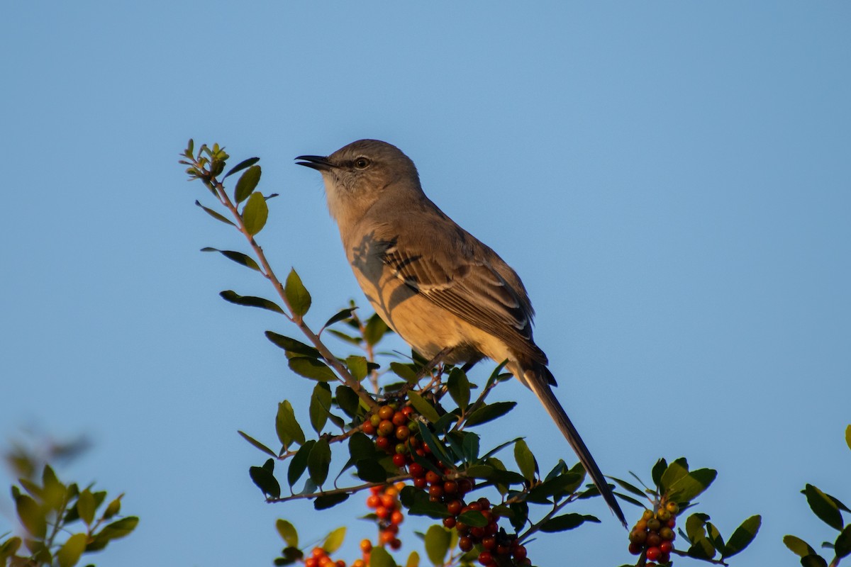 Northern Mockingbird - ML642836789