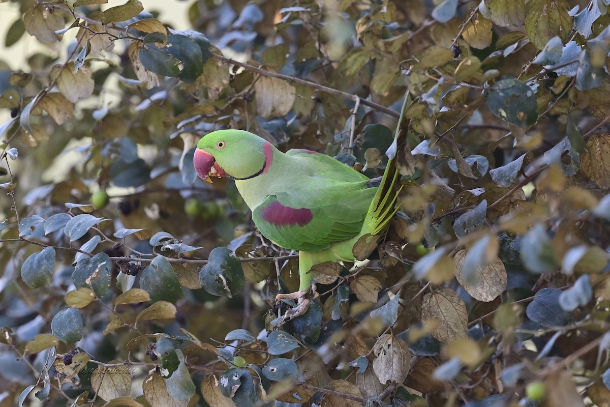 Alexandrine Parakeet - ML642836790