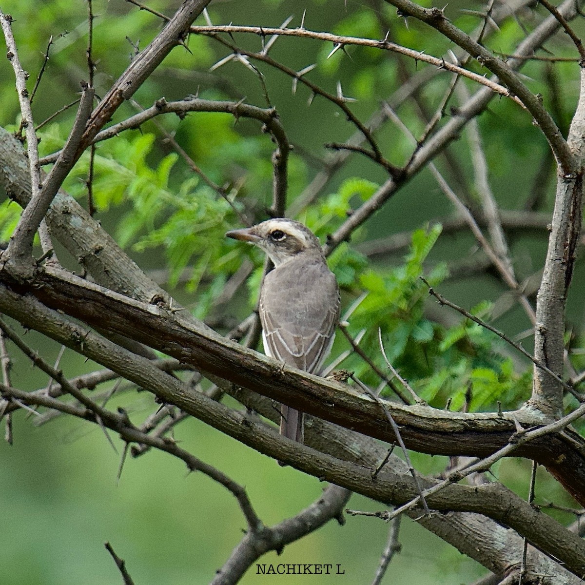 Common Woodshrike - ML642836792