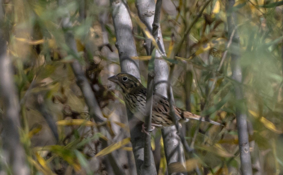 Henslow's Sparrow - ML642836803