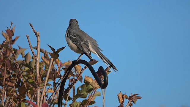 Northern Mockingbird - ML642836806