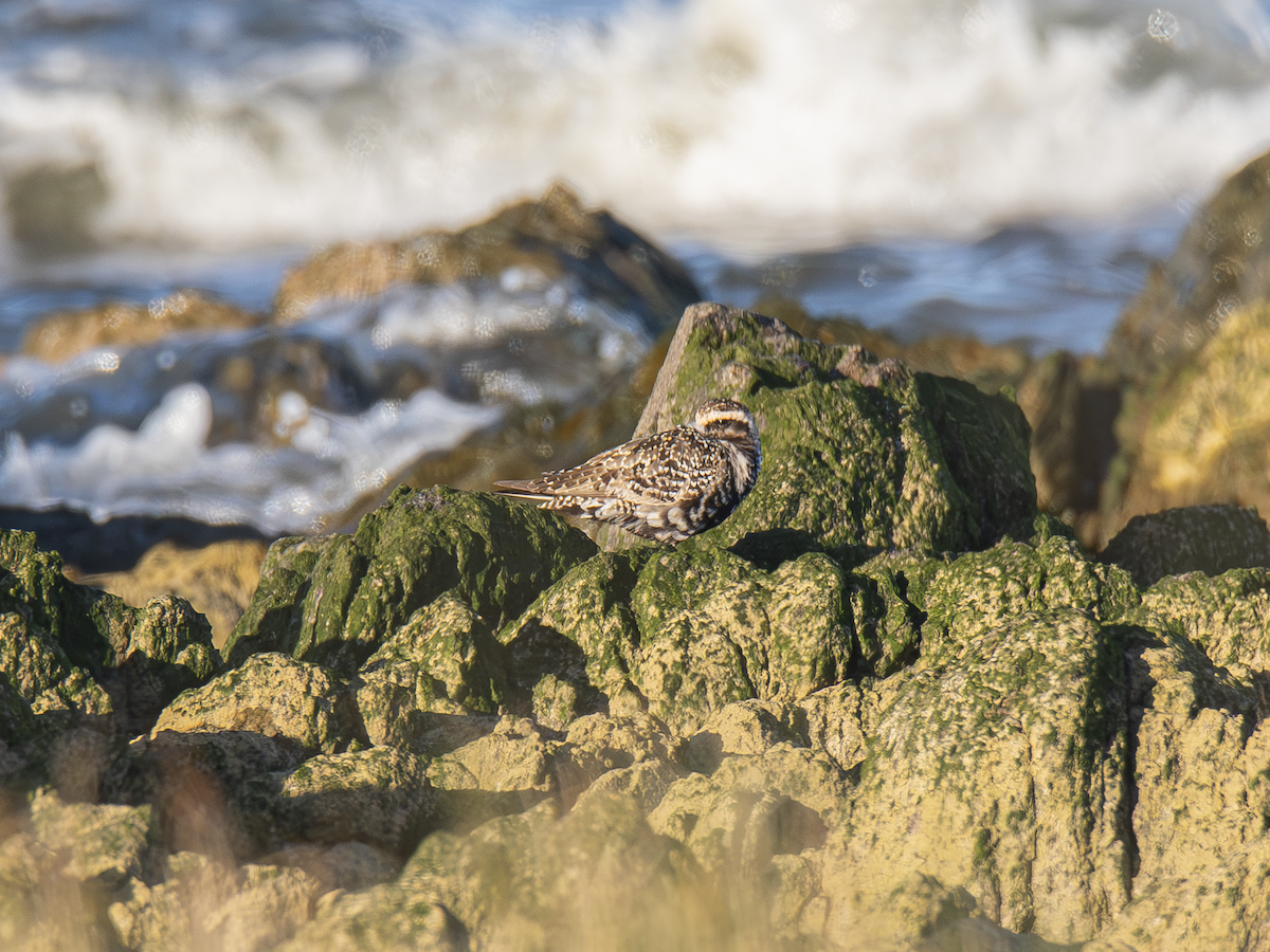 American Golden-Plover - ML642836808