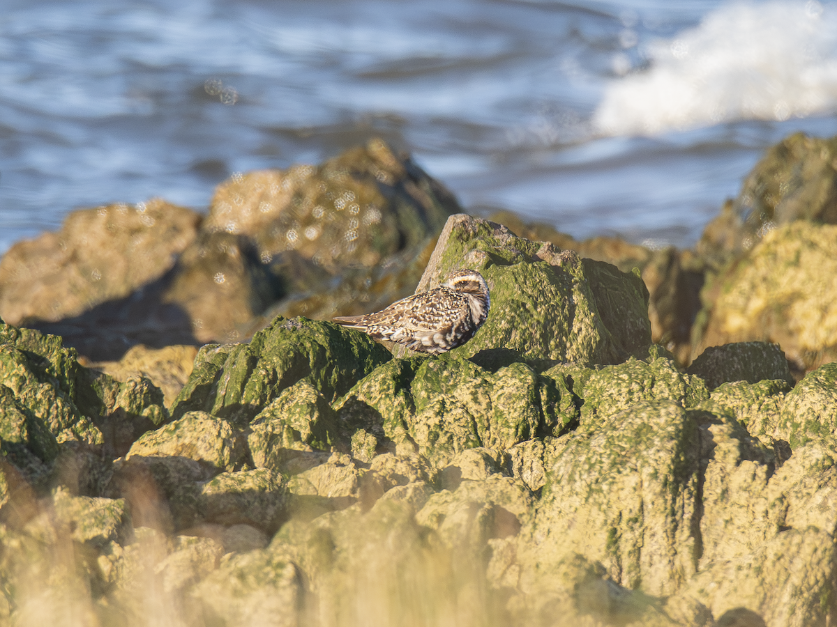 American Golden-Plover - ML642836809