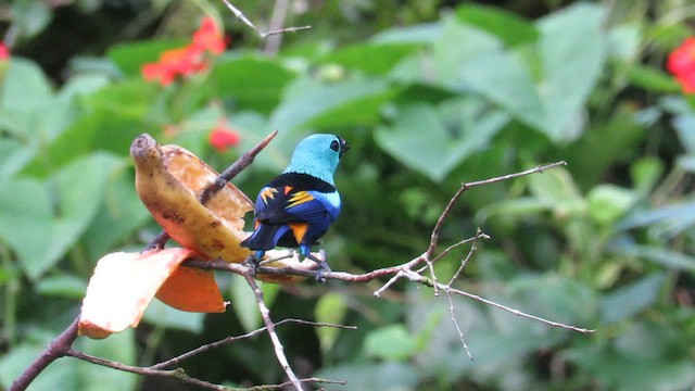 Seven-colored Tanager - ML642836810