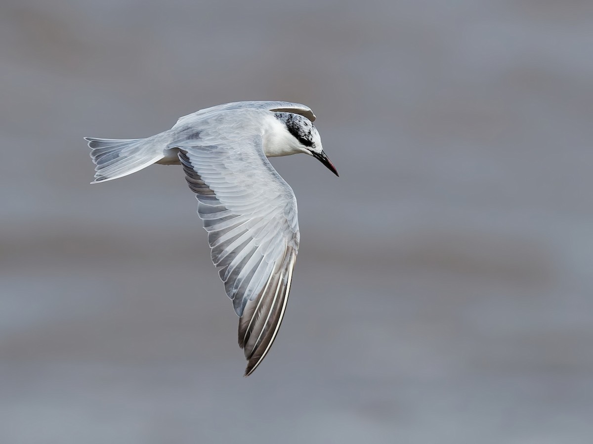 Whiskered Tern - ML642836812