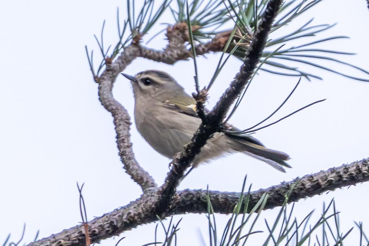 Golden-crowned Kinglet - ML642836813