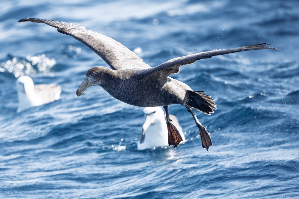 Northern Giant-Petrel - ML642836814