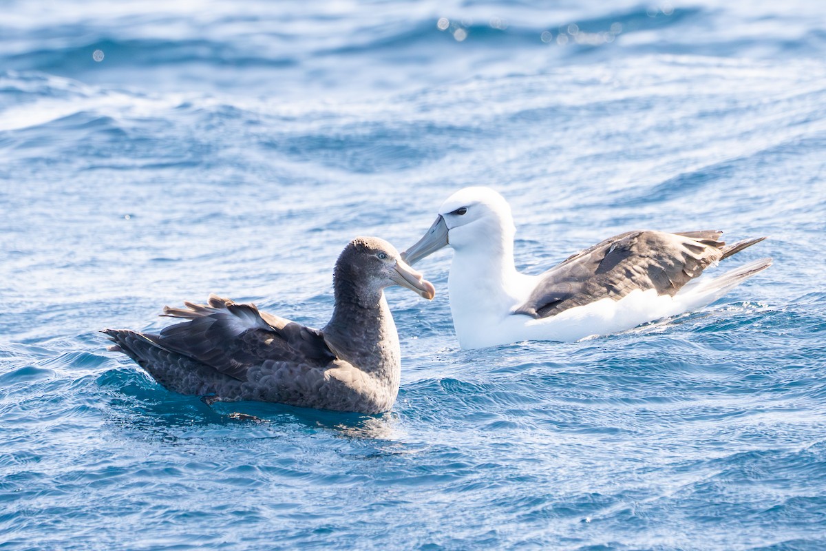 Northern Giant-Petrel - ML642836815