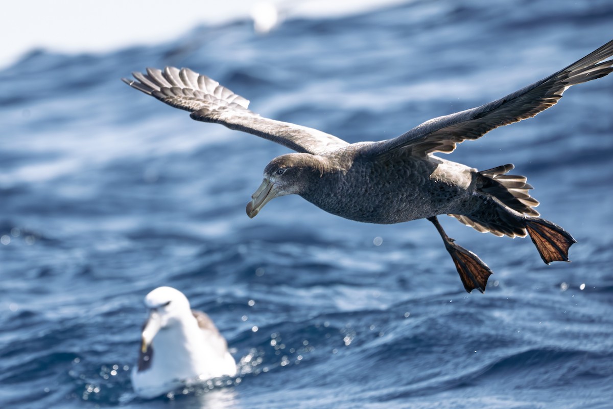 Northern Giant-Petrel - ML642836816
