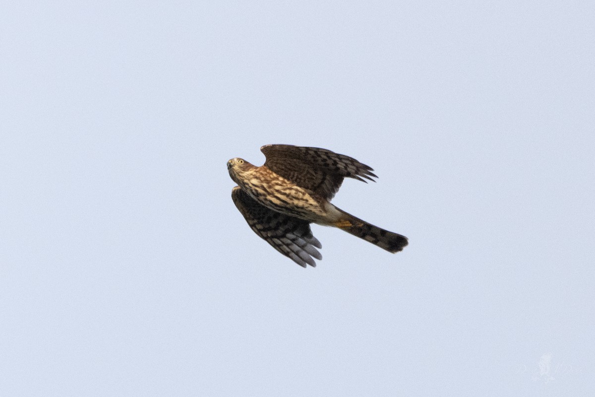 Sharp-shinned Hawk - ML642836818