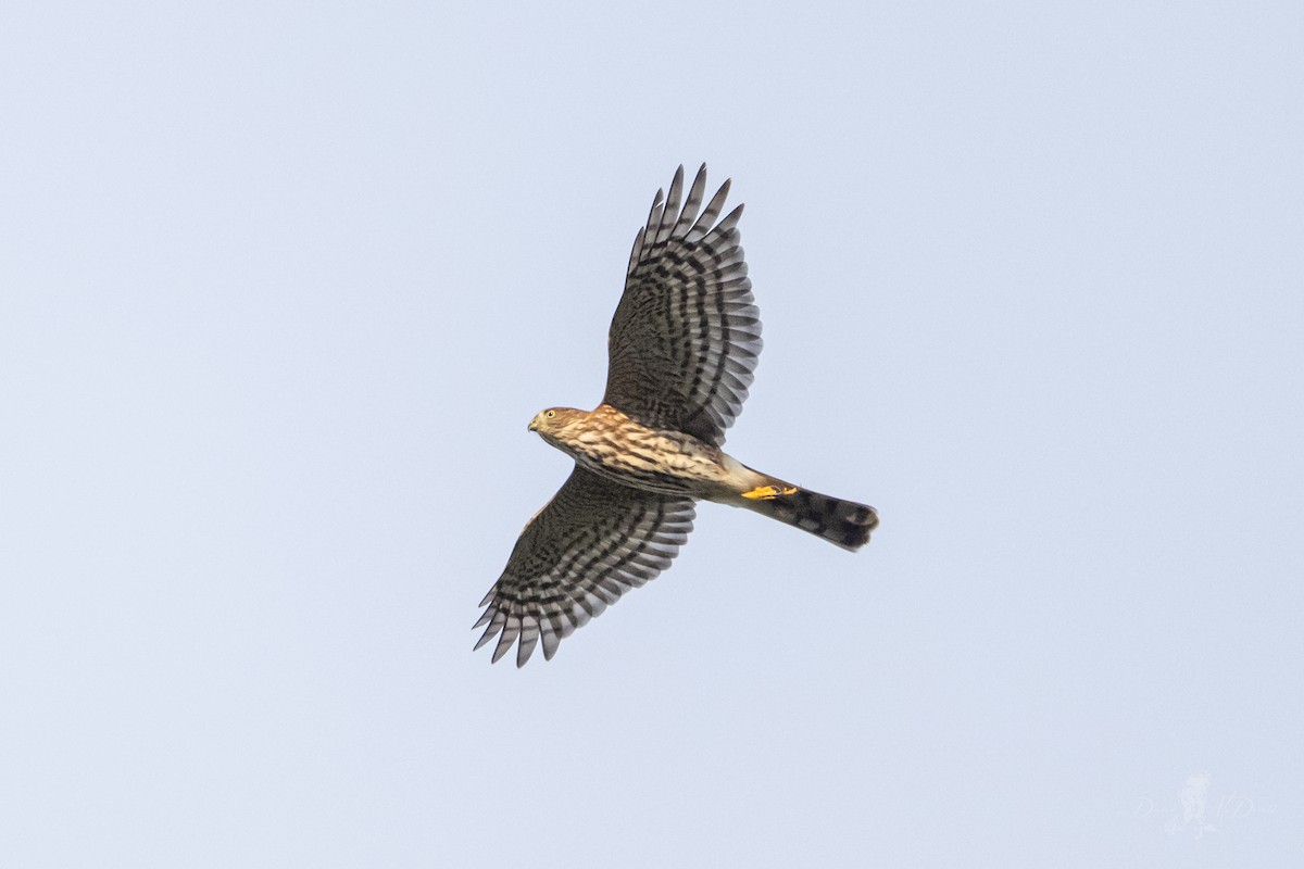 Sharp-shinned Hawk - ML642836819