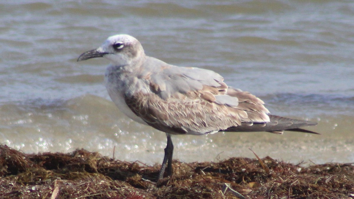 Laughing Gull - ML642836820