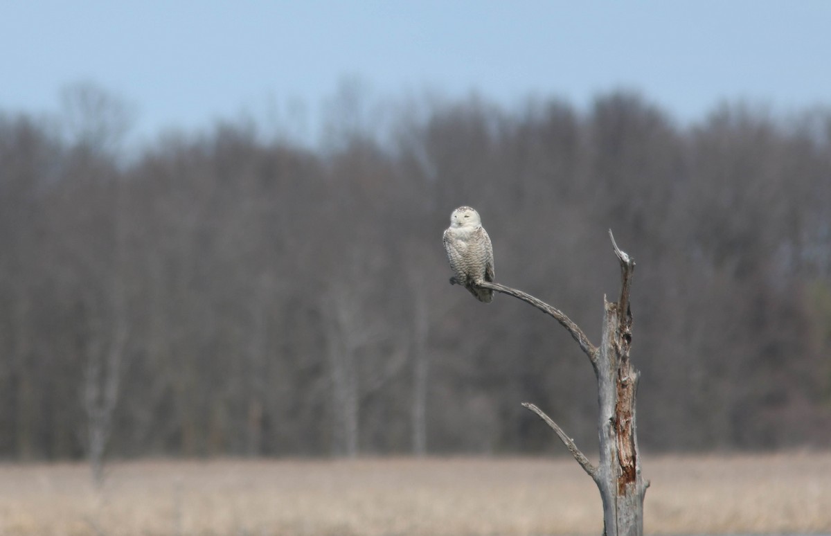 Snowy Owl - ML642836821