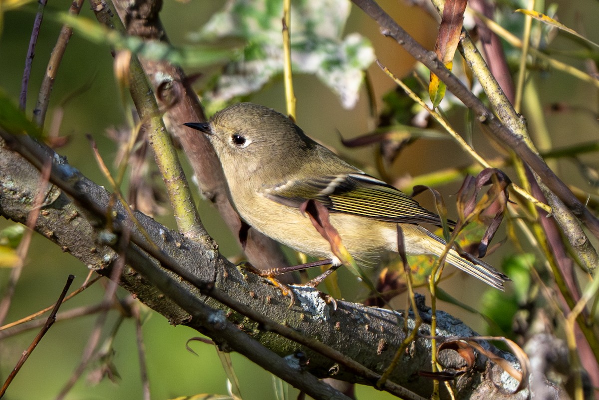 Ruby-crowned Kinglet - ML642836823