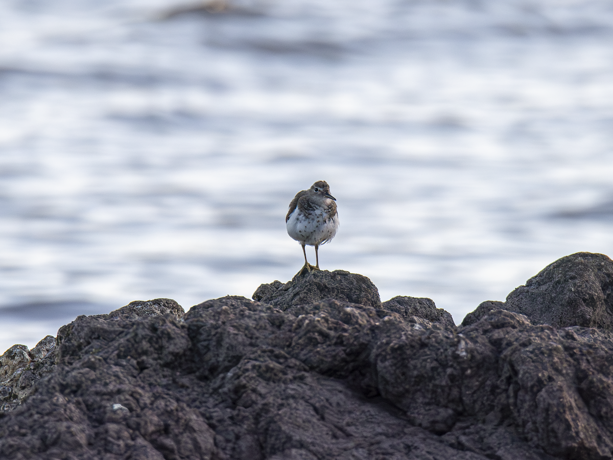 Spotted Sandpiper - ML642836825