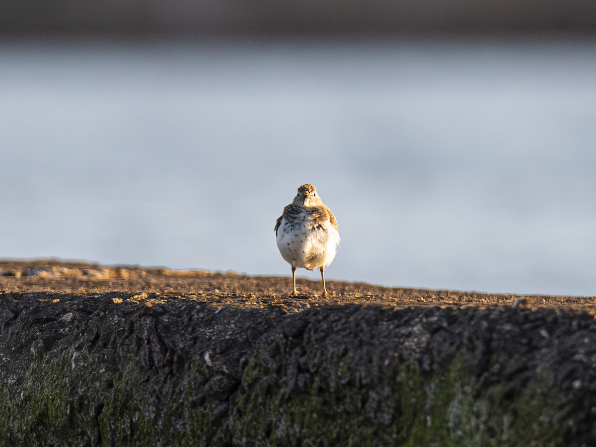 Spotted Sandpiper - ML642836826