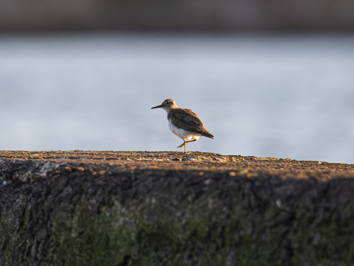 Spotted Sandpiper - ML642836827