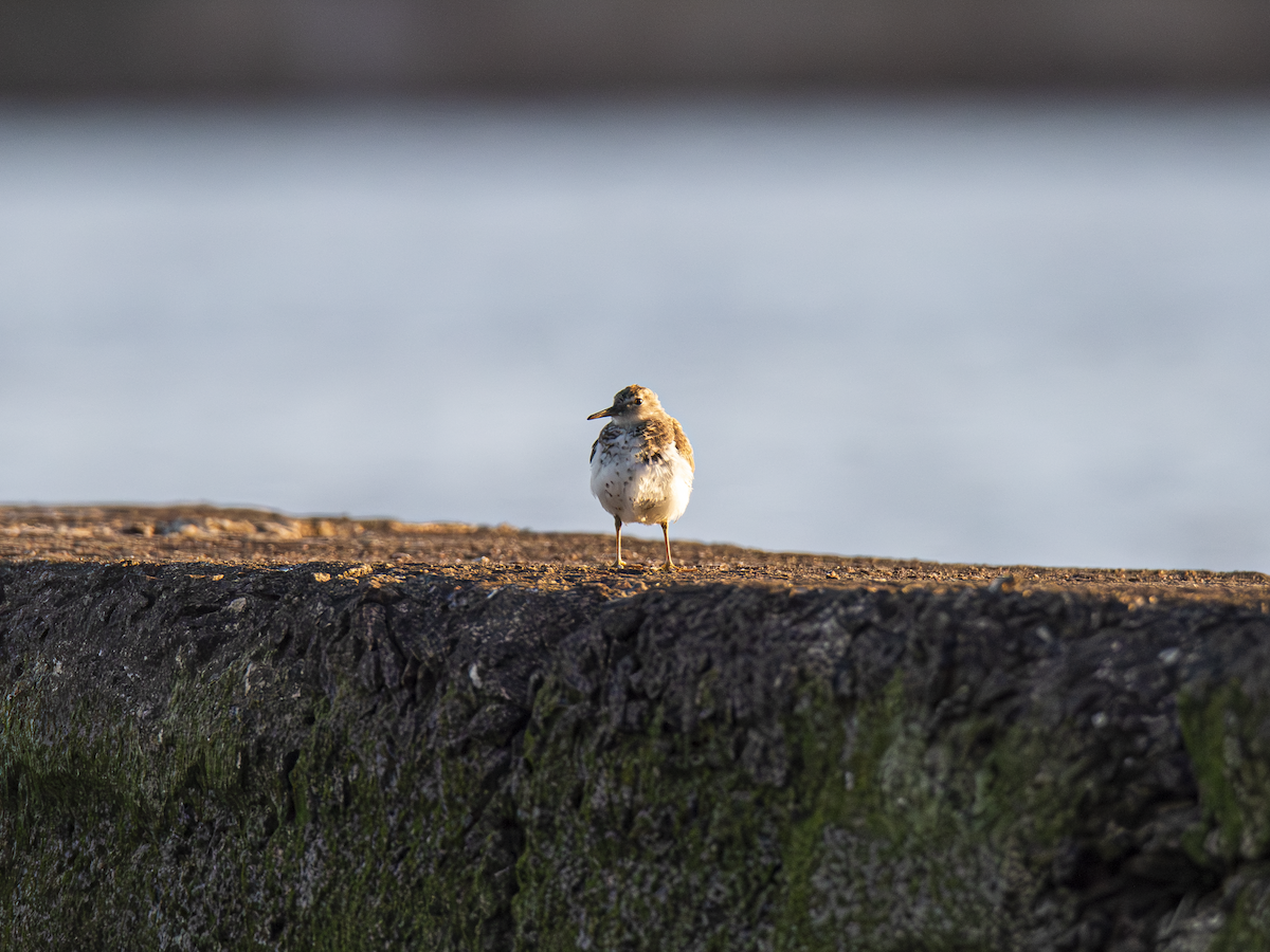 Spotted Sandpiper - ML642836828