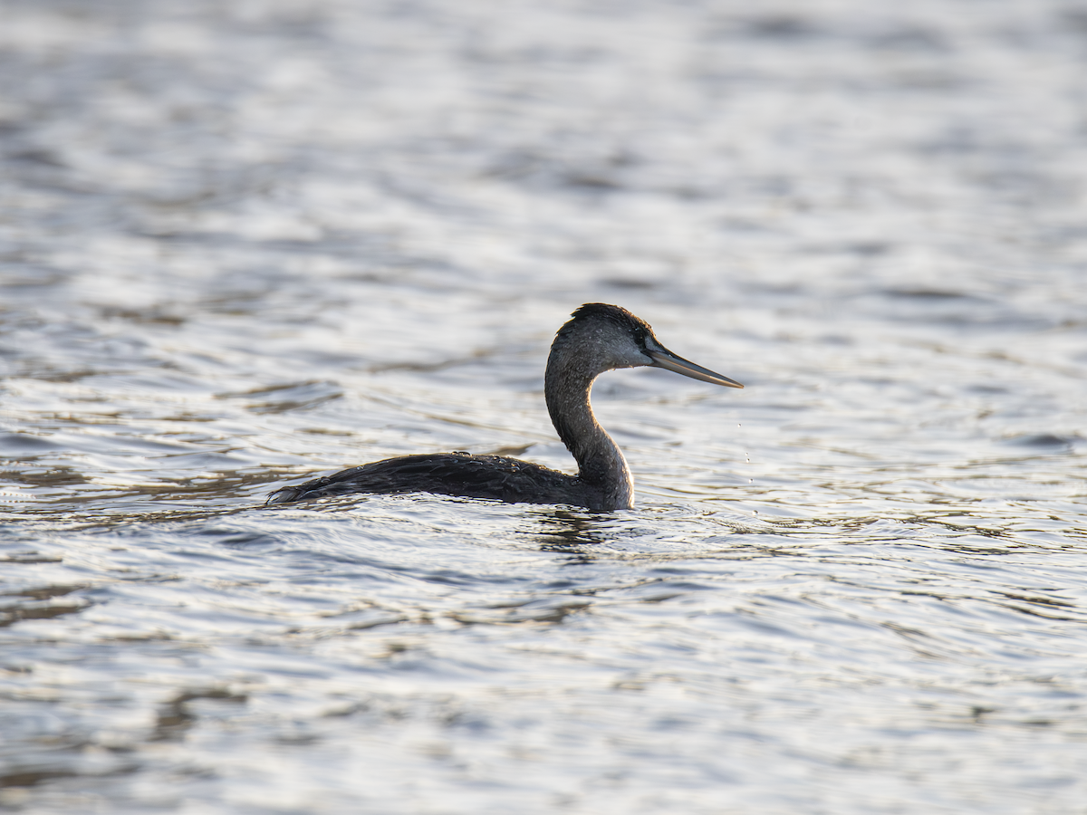 Great Grebe - ML642836829