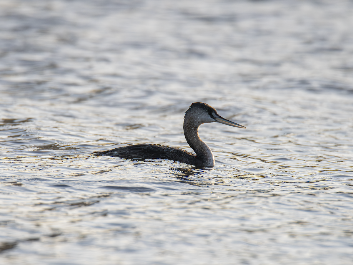 Great Grebe - ML642836830