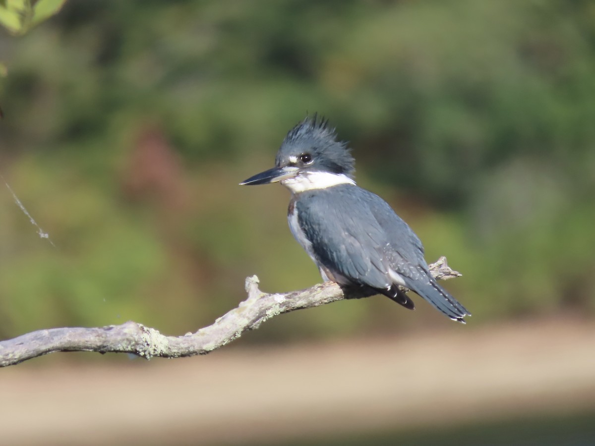 Belted Kingfisher - ML642836832