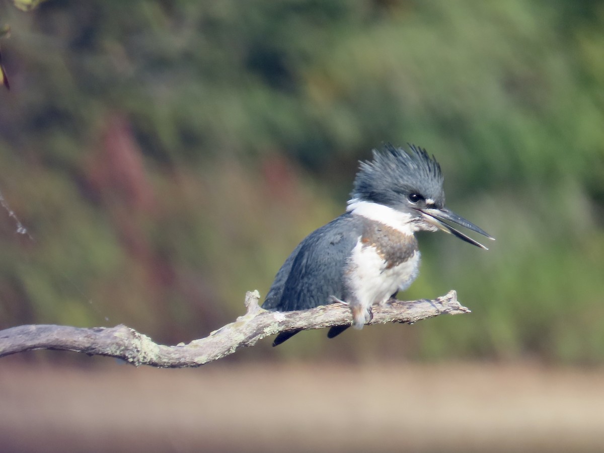 Belted Kingfisher - ML642836834