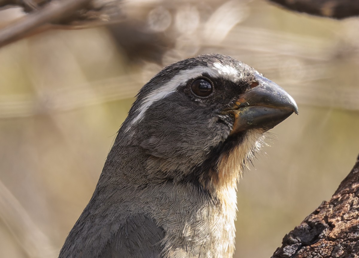 Thick-billed Saltator - ML642836835