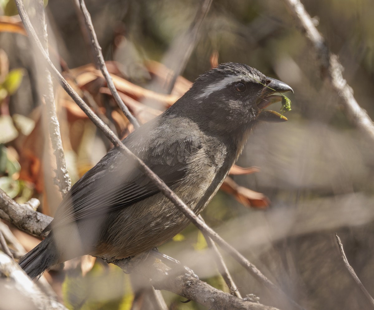 Thick-billed Saltator - ML642836836