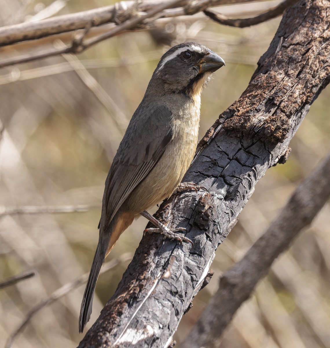 Thick-billed Saltator - ML642836837